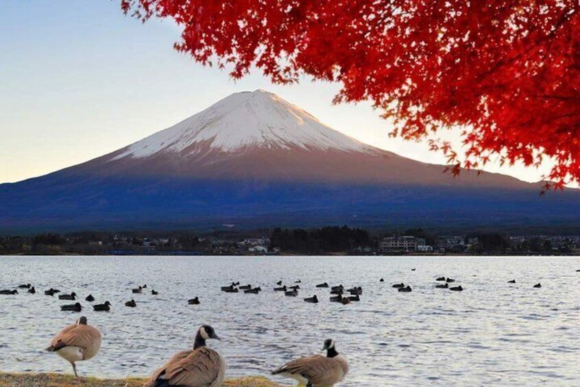 Mount Fuji & Lake Kawaguchi Group Day Tour from Tokyo