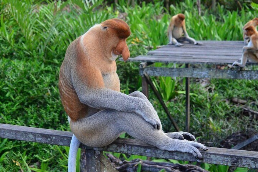 Day Trip Sepilok Orang Utan & Labuk Bay Proboscis Monkey