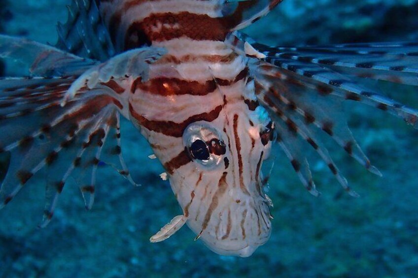 Chumphon Pinnacle-Koh Tao 2 dive trip