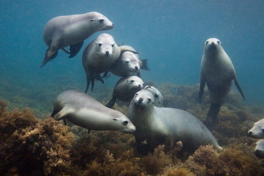 Swim with Sea Lion (OE)