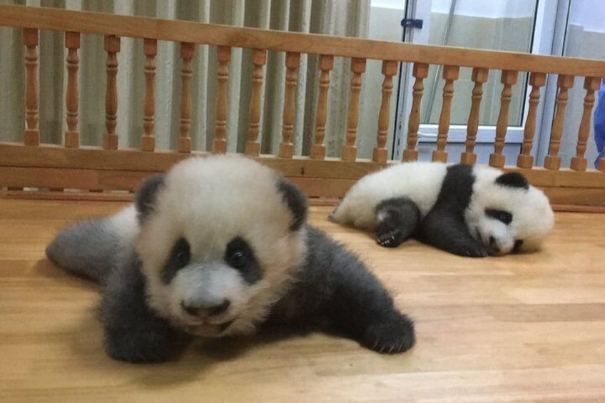 Private Half-Day Chengdu Panda Breeding Center Tour with Optional Volunteer