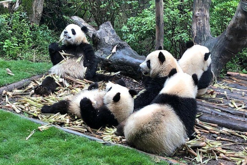 Private Half-Day Chengdu Panda Breeding Center Tour with Optional Volunteer