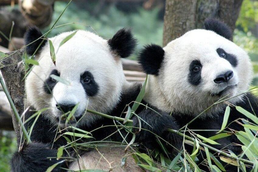 Private Half-Day Chengdu Panda Breeding Center Tour with Optional Panda Feeding