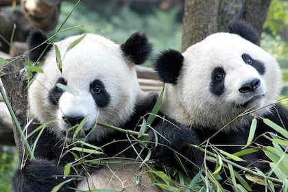 Private Half-Day Chengdu Panda Breeding Centre Tour with Optional Volunteer