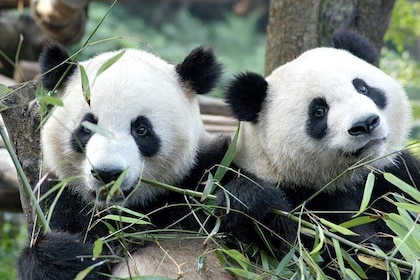 Private Half-Day Chengdu Panda Breeding Center Tour with Optional Volunteer