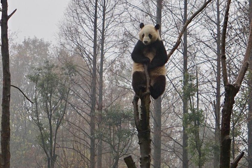 Panda Keeper Volunteer in Dujiangyan Wolong Panda Base