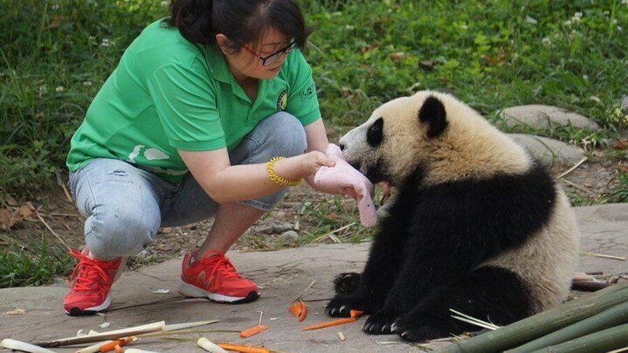 Visiting Dujiangyan Yaan Wolong Panda Base Optional Volunteering