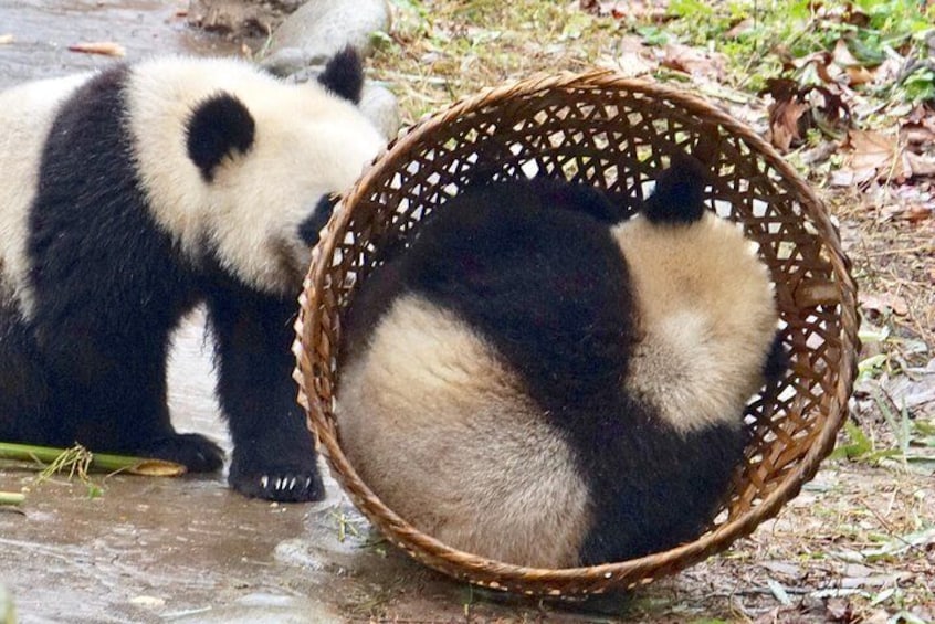 Panda Keeper Volunteer in Dujiangyan Wolong Panda Base