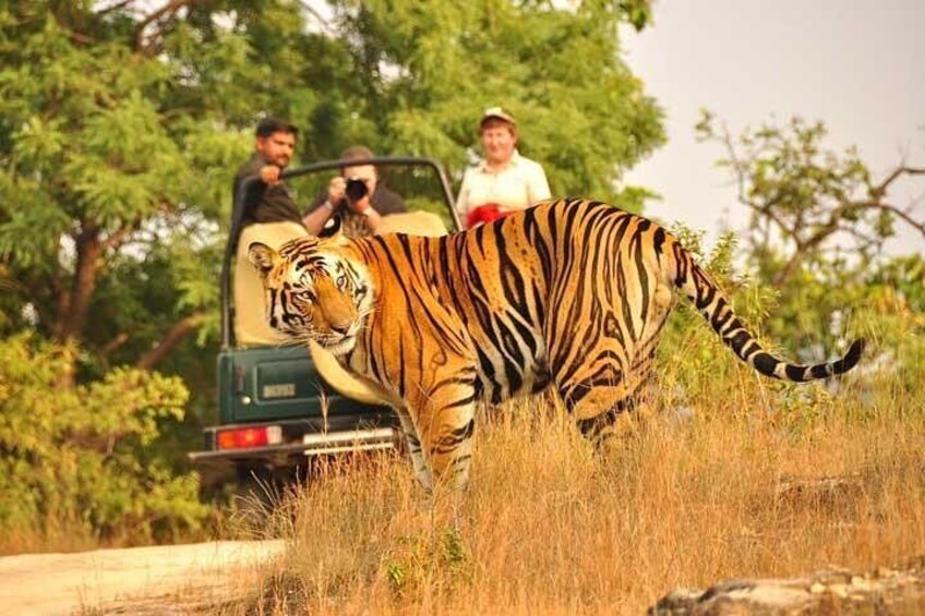 Royal Bengal Tiger in Ranthambhore