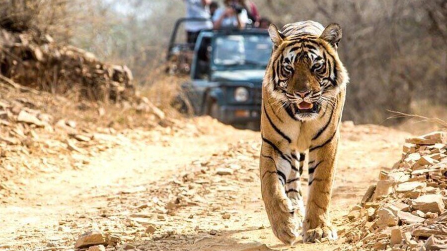 2-Days Private Ranthambhore Tiger Tour from Jaipur