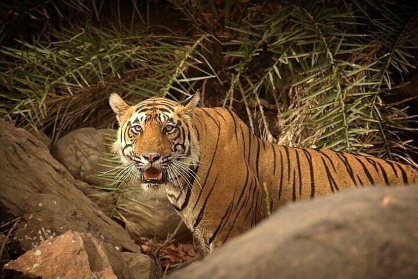 Ranthambhore Tiger Reserve