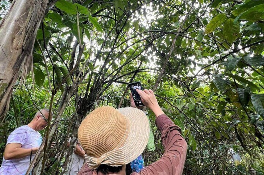 Tarsier Sanctuary