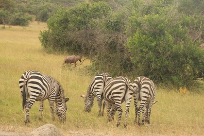 2 Day Lake Mburo National Park Wildlife safari