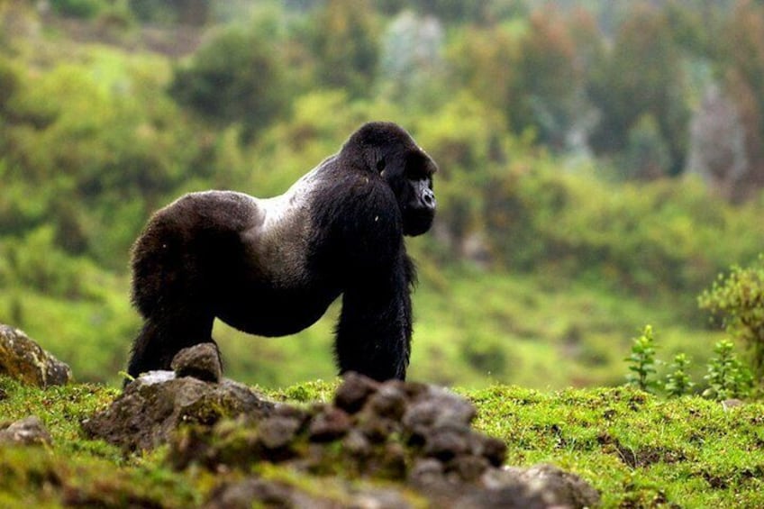 5 days gorilla & Wildlife safari in Uganda