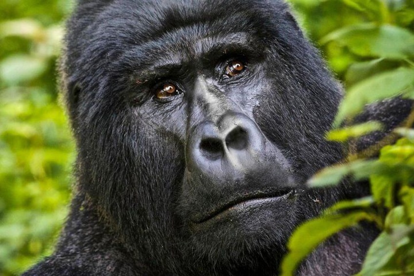 Mountain Gorilla Virunga National Park 