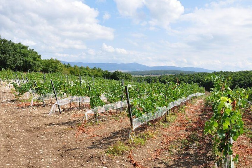 Full-Day Wine Tour from Istanbul Including Lunch