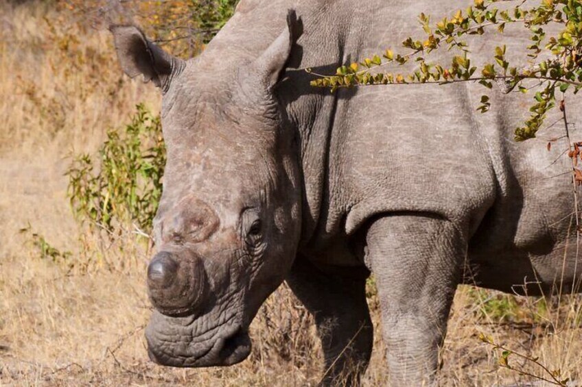 Mzingeli Rhino Encounter