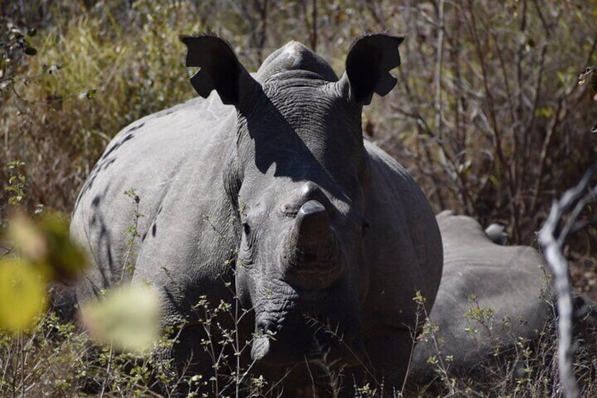 Mzingeli Rhino Encounter 