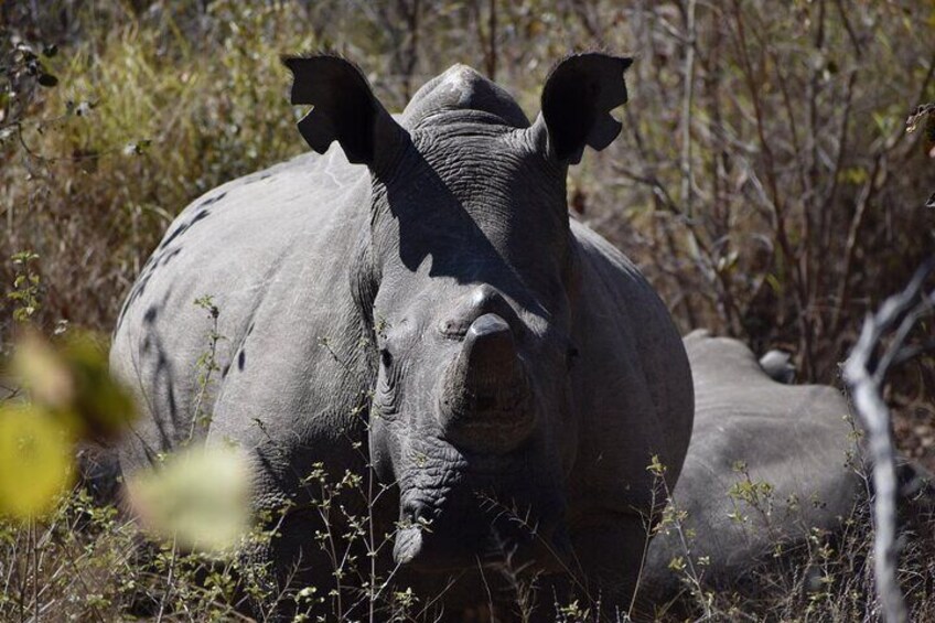 Mzingeli Rhino Encounter