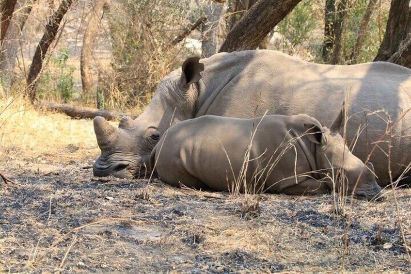 Matobo Rhino Encounter 