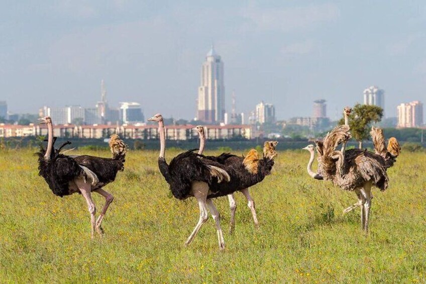Half Day Nairobi National park