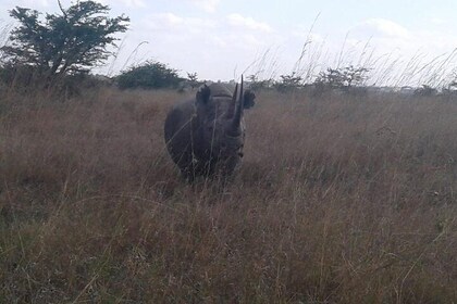 Half Day Nairobi National park