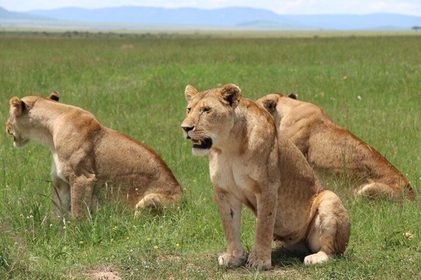 Lions in masai mara