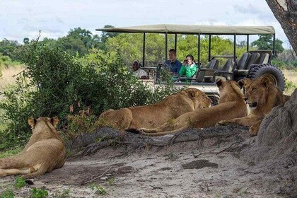 Chobe Ganztagesausflug von den Victoria Falls