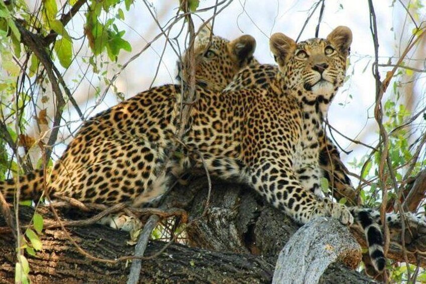 Chobe Full Day Trip From Victoria Falls