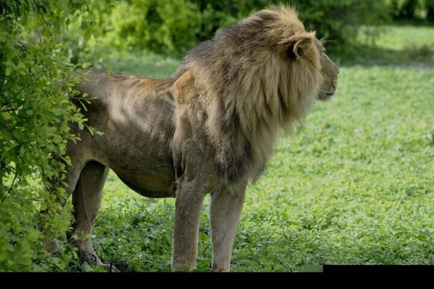 Chobe Full Day Trip From Victoria Falls