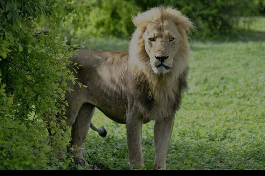 Chobe Full Day Trip From Victoria Falls
