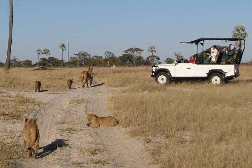 Hwange National Park Safari from Victoria Falls (2 Nights)