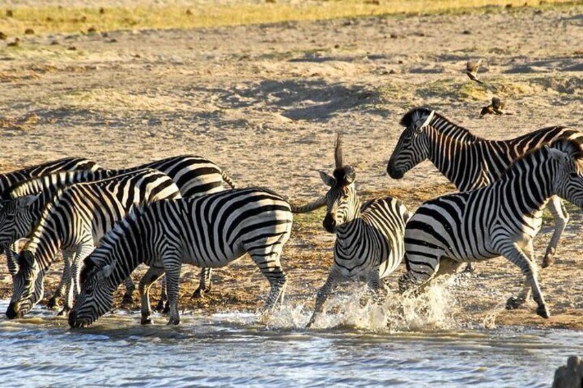 Hwange National Park Camping Safari from Victoria Falls (2 Nights)