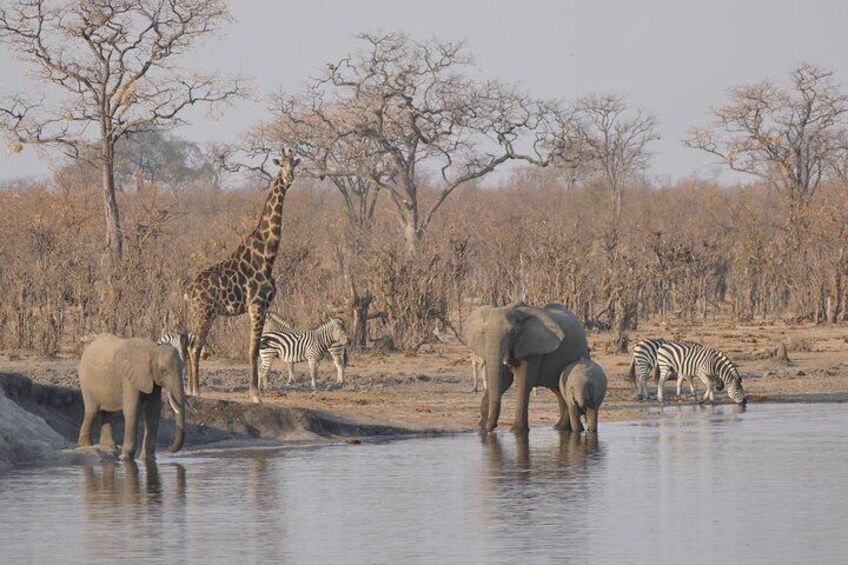 Hwange National Park Camping Safari from Victoria Falls (2 Nights)