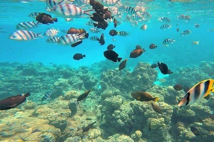 Katamaran-Kreuzfahrt zur Ile Aux Bénitiers: Delfinbeobachtung, Crystal Rock...