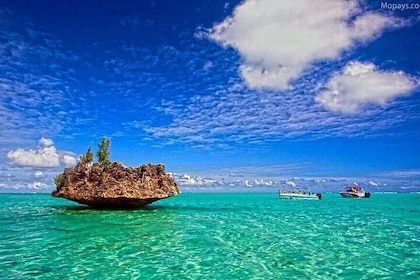 Catamaran Cruise to Ile Aux Bénitiers: Dolphin watch, Crystal Rock & Transf...