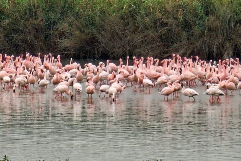 Pelican Point tours,Lagoon tours, Dune7 Adventure 