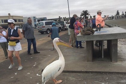 Pelican Point tours,Lagoon tours, Dune7 Adventure