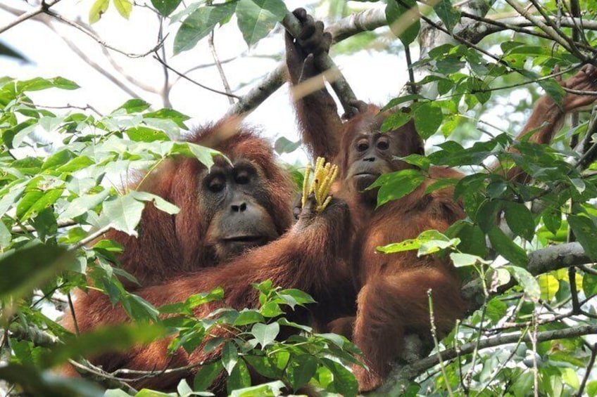 Sumatra orangutans