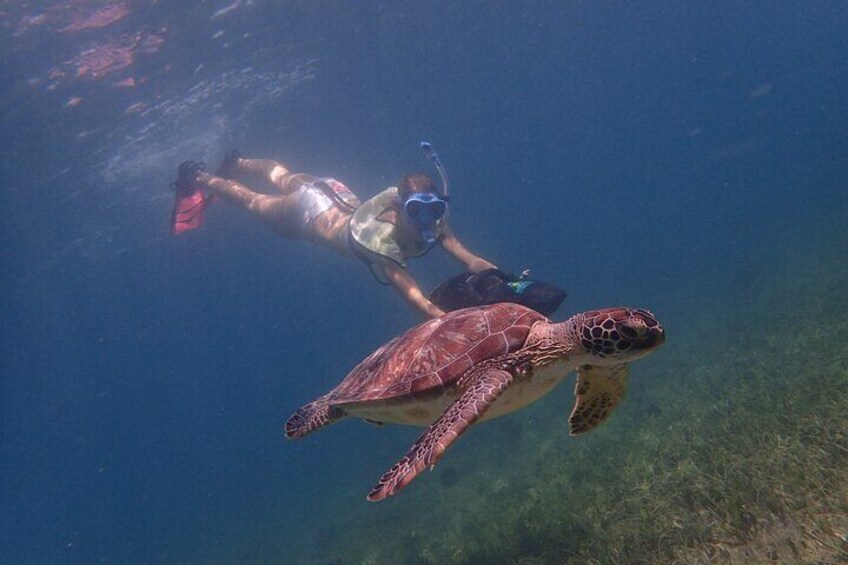 Turtle Beach Power Snorkeling Adventure
