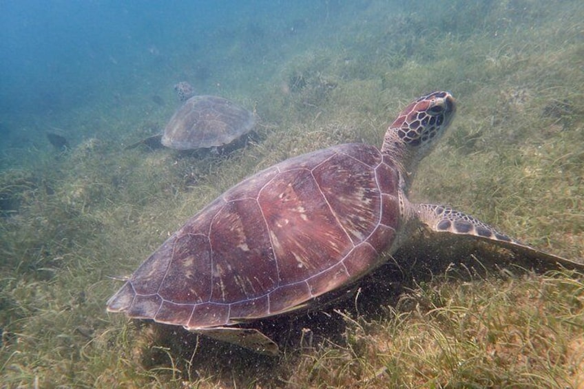Turtle Beach Power Snorkeling Adventure