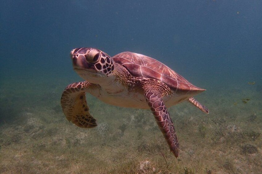 Turtle Beach Power Snorkeling Adventure