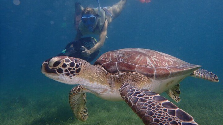 Turtle Beach Power Snorkeling Adventure