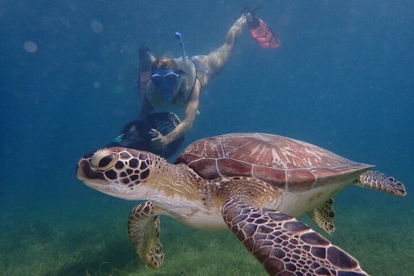 Turtle Beach Power Snorkeling Adventure