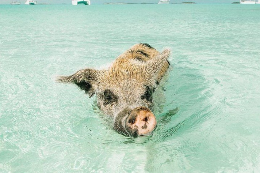 This little piggy is ready for his close up