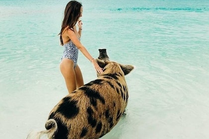 Intimate Pig Beach Excursion to Exuma Swimming Pigs has 7 Stops & Flight Op...