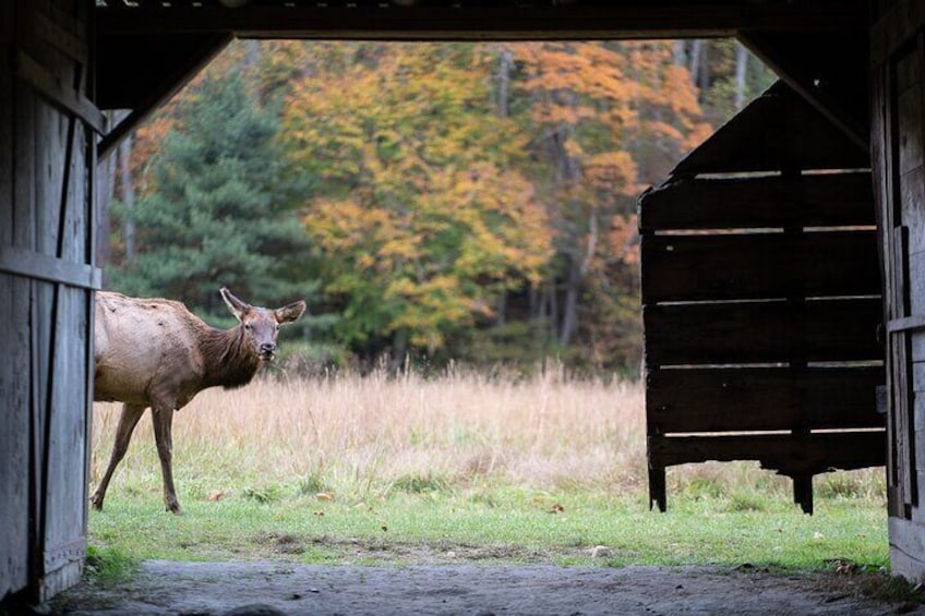 Elk & Waterfall Photo Tour w/ Photography Lessons