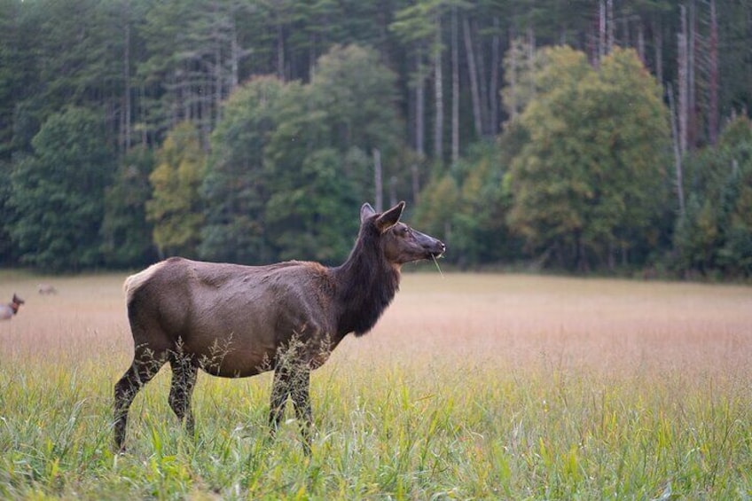 Elk & Waterfall Photo Tour w/ Photography Lessons