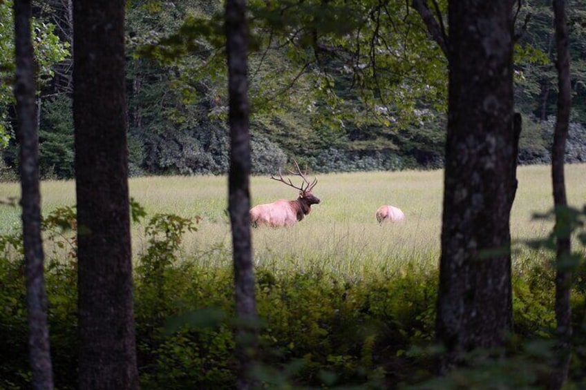 Elk & Waterfall Photo Tour w/ Photography Lessons