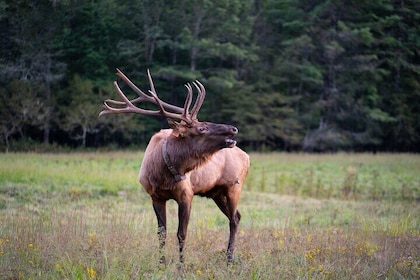 Elk & Waterfall Photo Tour w/ Photography Lessons